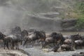 Wildebeest herd migrating across river in fear