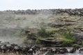 Wildebeest herd migrating across river