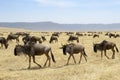 Wildebeest herd Royalty Free Stock Photo