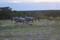 Wildebeest Herd Royalty Free Stock Photo