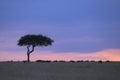 Wildebeest herd at Sunset in Masai Mara National Park Royalty Free Stock Photo