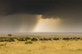 Wildebeest herd and thunderstorm