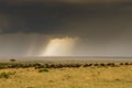 Wildebeest herd and thunderstorm Royalty Free Stock Photo
