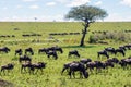 Wildebeest herd walking on the great plains of masai mara in kenya. Royalty Free Stock Photo