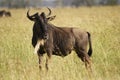 Wildebeest in high grass Royalty Free Stock Photo