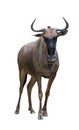 Wildebeest isolated on white background Royalty Free Stock Photo