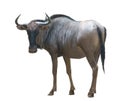 Wildebeest isolated on white background Royalty Free Stock Photo
