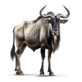 Wildebeest isolated on white created with Generative AI