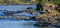 Wildebeest jumping into Mara River. Great Migration. Kenya. Tanzania. Masai Mara National Park.