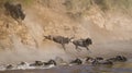 Wildebeest jumping into Mara River. Great Migration. Kenya. Tanzania. Masai Mara National Park. Royalty Free Stock Photo