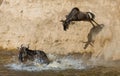 Wildebeest jumping into Mara River. Great Migration. Kenya. Tanzania. Masai Mara National Park.