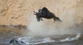 Wildebeest jumping into Mara River. Great Migration. Kenya. Tanzania. Masai Mara National Park. Royalty Free Stock Photo