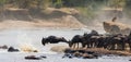 Wildebeest jumping into Mara River. Great Migration. Kenya. Tanzania. Masai Mara National Park.