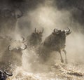 Wildebeest jumping into Mara River. Great Migration. Kenya. Tanzania. Masai Mara National Park. Royalty Free Stock Photo