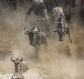 Wildebeest jumping into Mara River. Great Migration. Kenya. Tanzania. Masai Mara National Park. Royalty Free Stock Photo