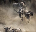 Wildebeest jumping into Mara River. Great Migration. Kenya. Tanzania. Masai Mara National Park. Royalty Free Stock Photo