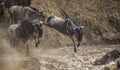 Wildebeest jumping into Mara River. Great Migration. Kenya. Tanzania. Masai Mara National Park.