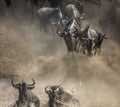 Wildebeest jumping into Mara River. Great Migration. Kenya. Tanzania. Masai Mara National Park. Royalty Free Stock Photo