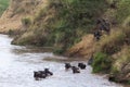 Wildebeest is jumping from the steep bank to the river. Great migration in Africa. Masai Mara, Kenya Royalty Free Stock Photo