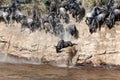 Wildebeest jumps into the river from a high cliff