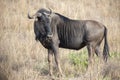 Wildebeest in Kruger national park Royalty Free Stock Photo