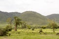 Wildebeest in landscape of Ngorongoro Crater, Tanzania Royalty Free Stock Photo