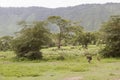 Wildebeest landscape, Ngorongoro Crater, Tanzania Royalty Free Stock Photo