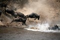 Wildebeest Leap of Faith (Kenya)