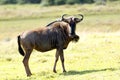 Wildebeest - The LOOK