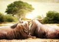Wildebeest Looking Out Over African Sunset Royalty Free Stock Photo