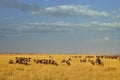 Wildebeest in Masa-mara safari in Kenya