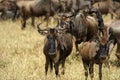 Wildebeest Masai mara Kenya Royalty Free Stock Photo