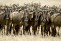 Wildebeest Masai mara Kenya Royalty Free Stock Photo