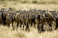 Wildebeest Masai mara Kenya Royalty Free Stock Photo
