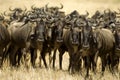 Wildebeest Masai mara Kenya Royalty Free Stock Photo