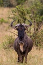 Wildebeest Masai mara Kenya Grazing Royalty Free Stock Photo