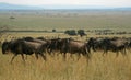 Wildebeest migration