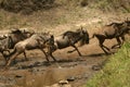 Wildebeest migration Royalty Free Stock Photo