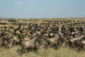 Wildebeest migration Royalty Free Stock Photo