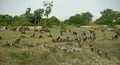 Wildebeest migration Royalty Free Stock Photo