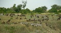 Wildebeest migration