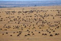 Wildebeest Migration