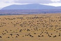 Wildebeest Migration Royalty Free Stock Photo