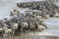 Wildebeest migration Royalty Free Stock Photo