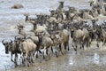 Wildebeest migration Royalty Free Stock Photo