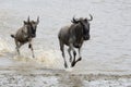 Wildebeest Royalty Free Stock Photo