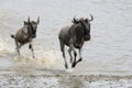 Wildebeest