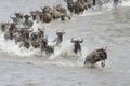 Wildebeest