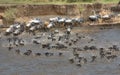 wildebeest migration crossing the Mara river.