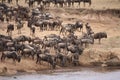 Wildebeest migration